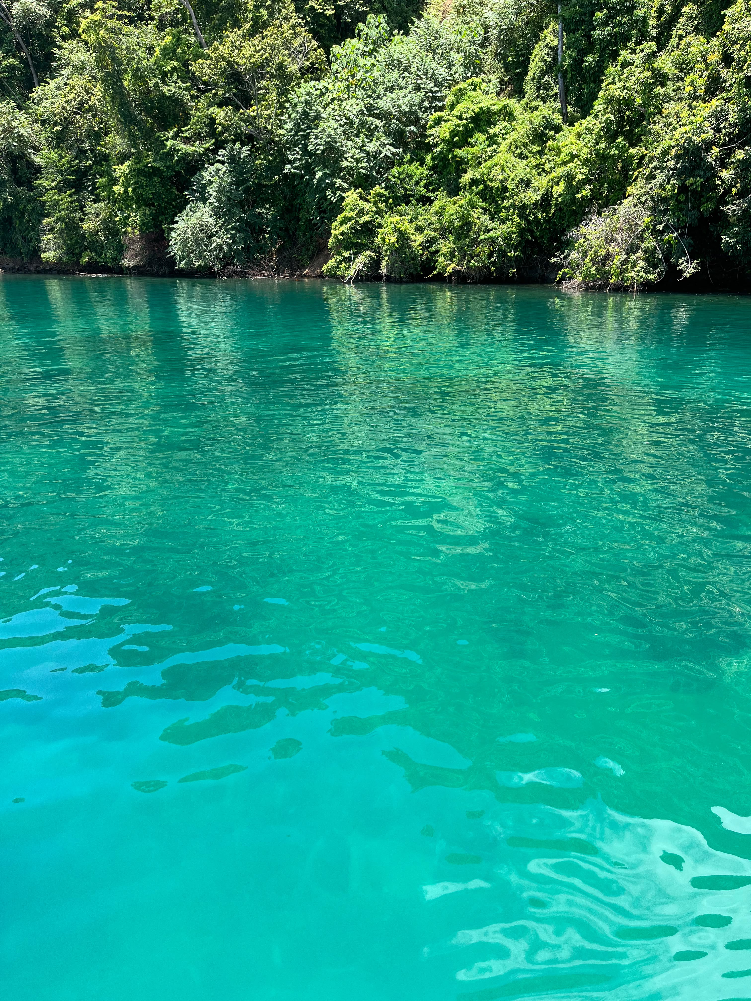 Turquoise snorkeling water against a jungle shoreline in Golfo Dulce