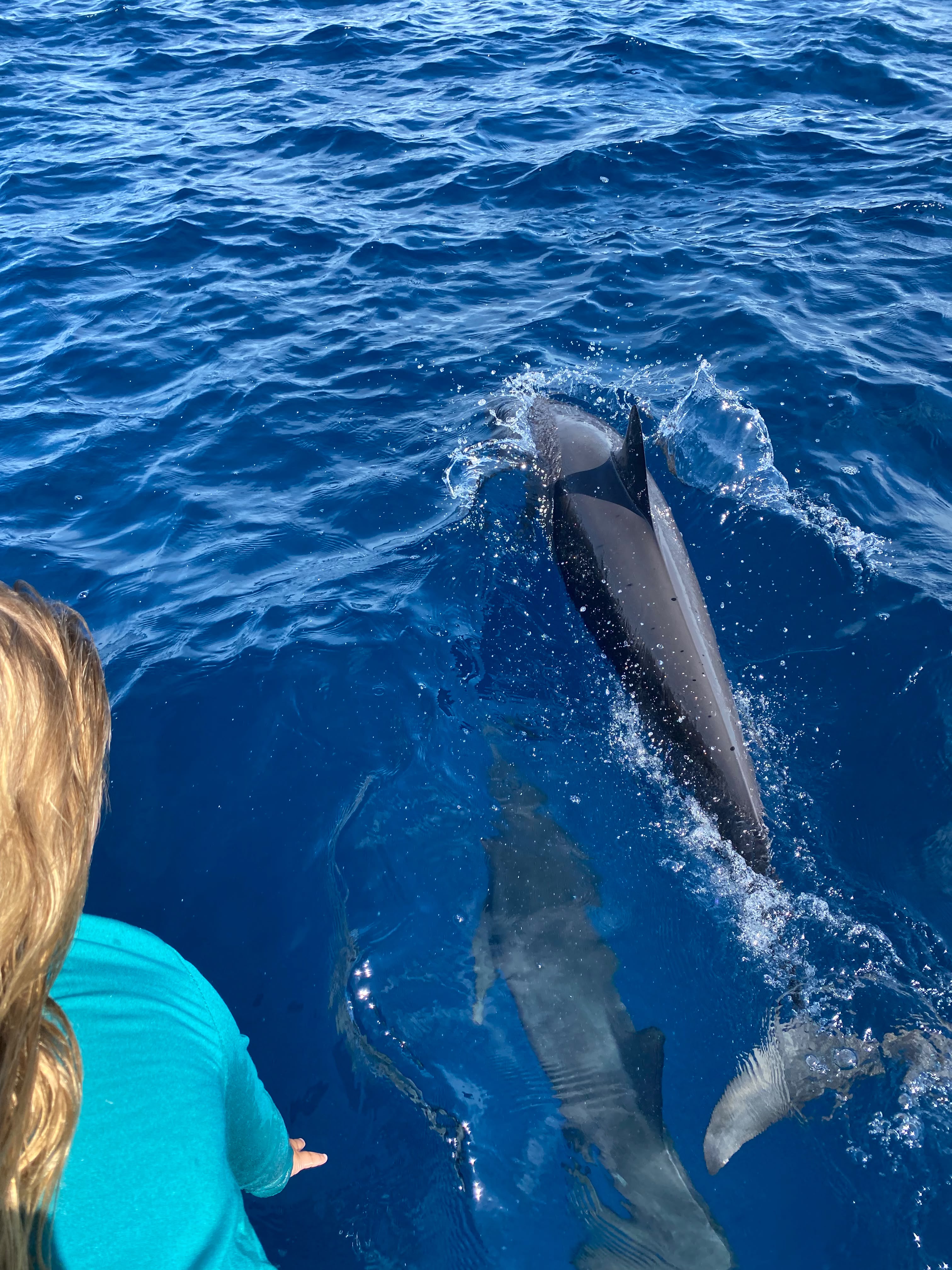 Dolphins swimming alongside the hull of a panga in Golfo Dulce