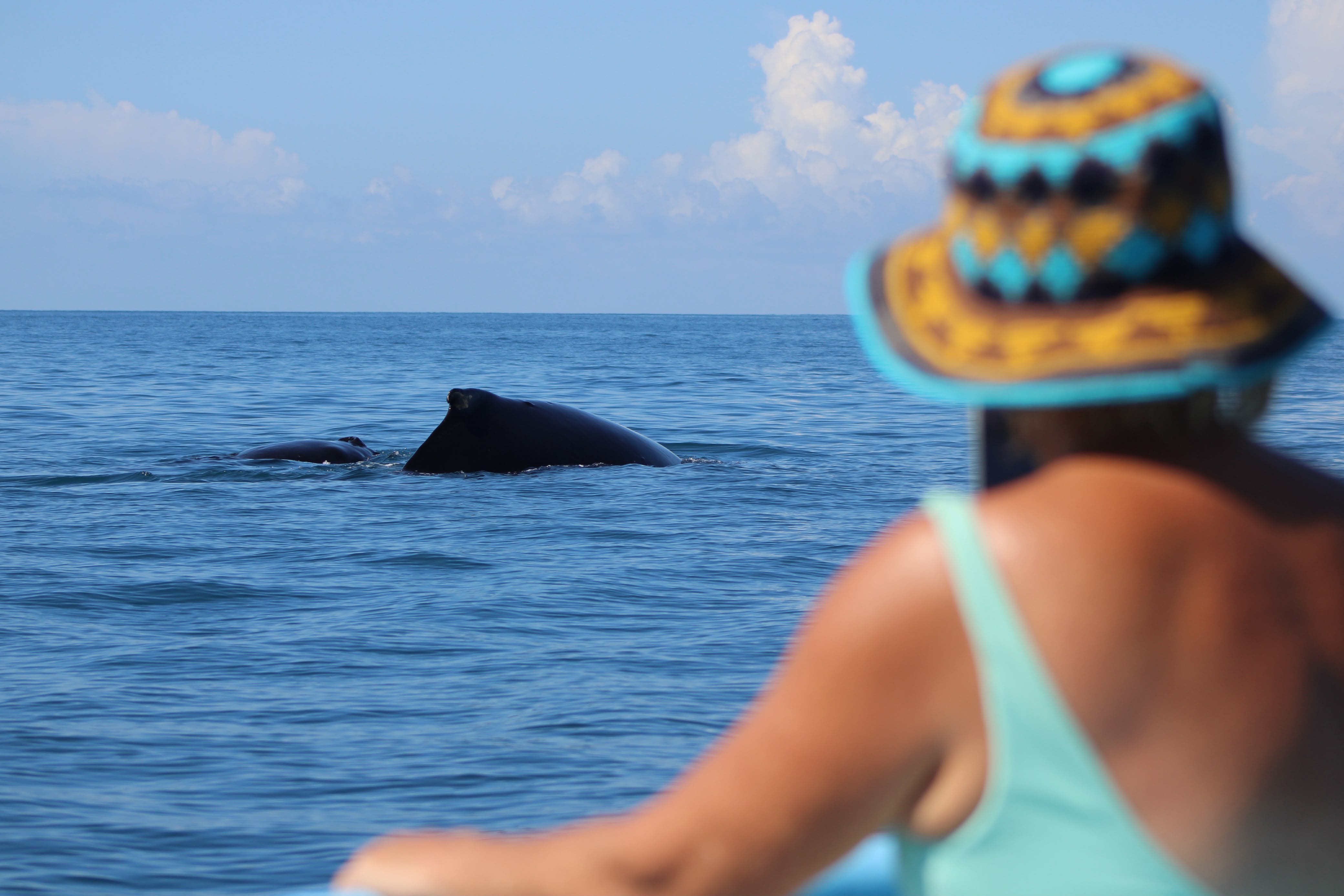 A humpback whale surfacing beside the boat in Golfo Dulce