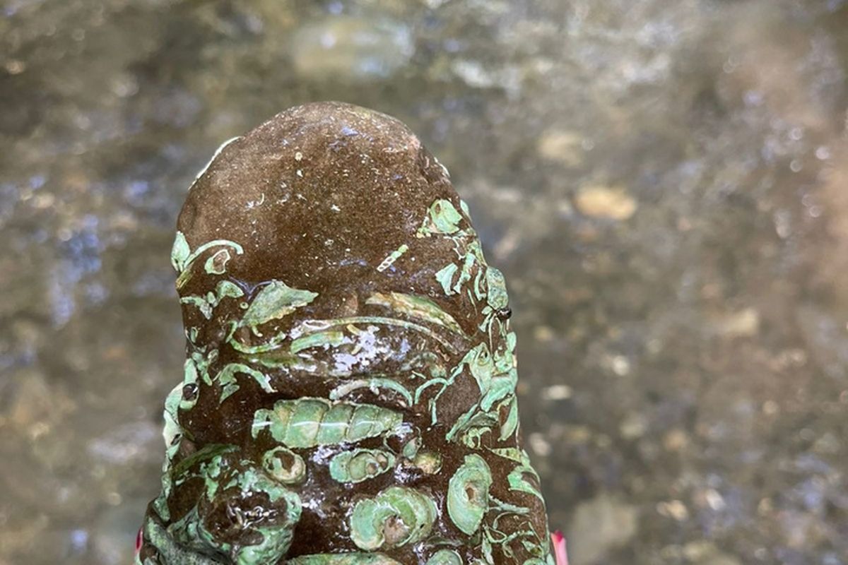 A hand holding a river rock full of fossilised shells near Pavones