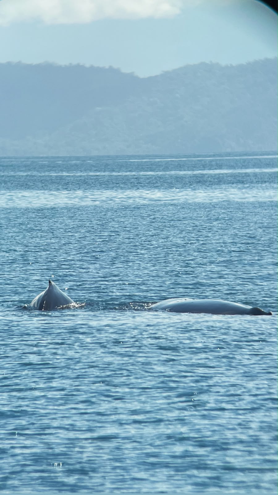 The back of a humpback whale breaking the surface of Golfo Dulce